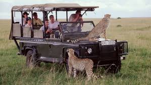 Bird Watching Safari in Lake Nakuru